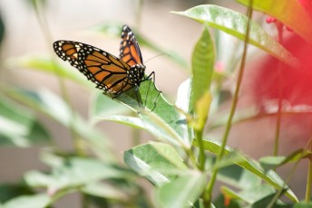 Butterfly Pavilion | Natural History Museum of Los Angeles