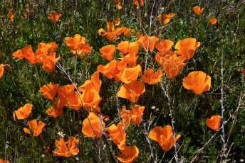 Antelope Valley California Poppy Reserve 2015